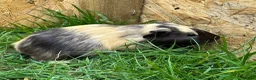 Guinea Pig rodents for sale: Young Guinea pigs  - Advert 6