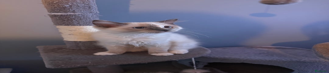Ragdoll Kitten 2