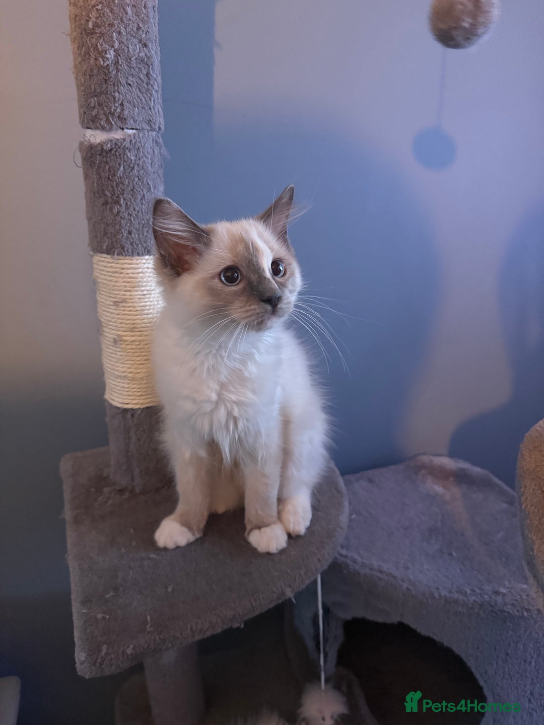 Ragdoll cats for sale: Ragdolls - Image 3