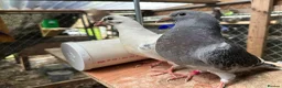 Pigeons birds for sale: Piegons in London - Advert 3
