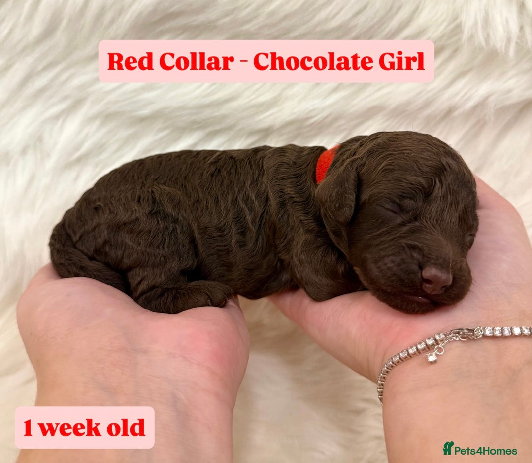 Cockapoo dogs for sale: Waiting-List Open - DNA Tested Cockapoo Puppies 🧬 - Advert 16
