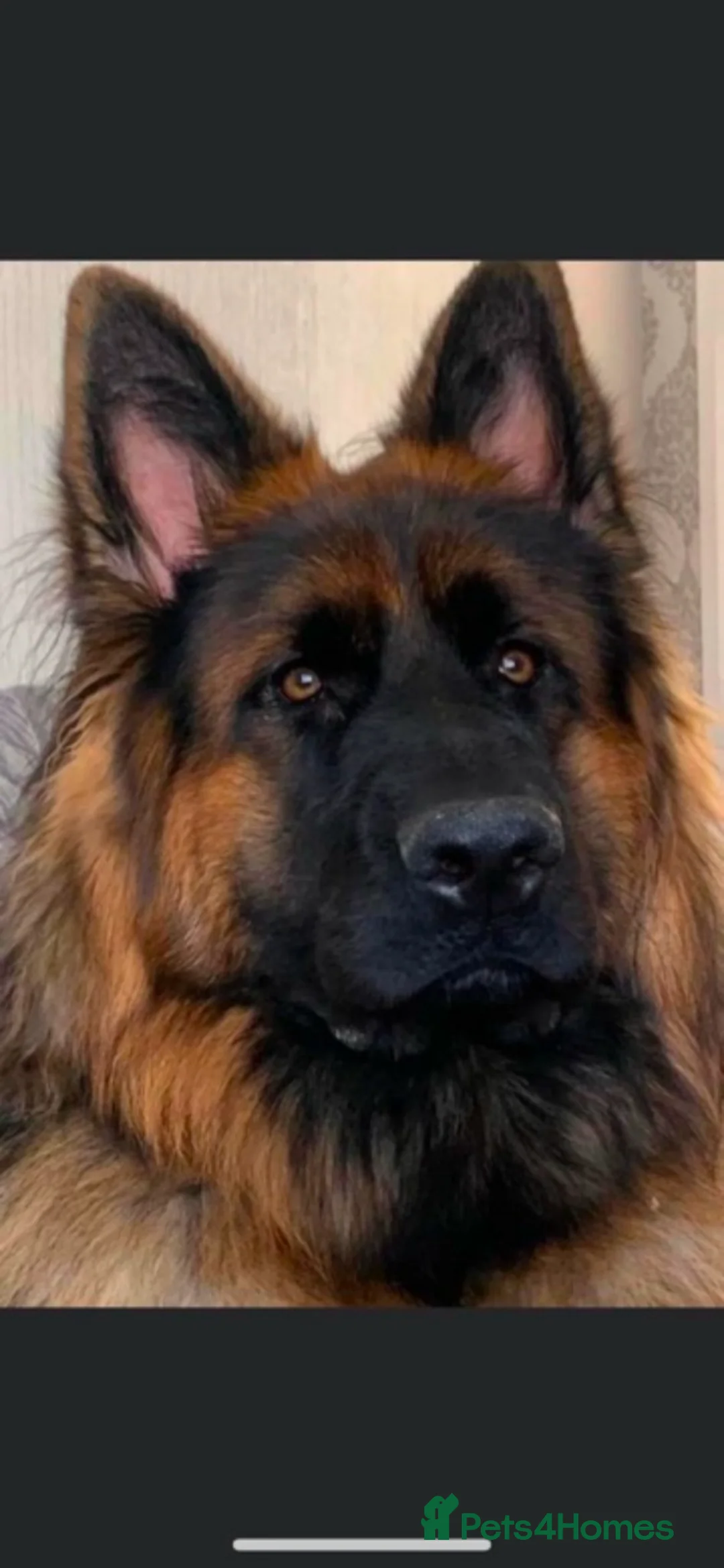 German Shepherd dogs for sale: Stunning Pedigree Male German Shepherd Puppy - Advert 9