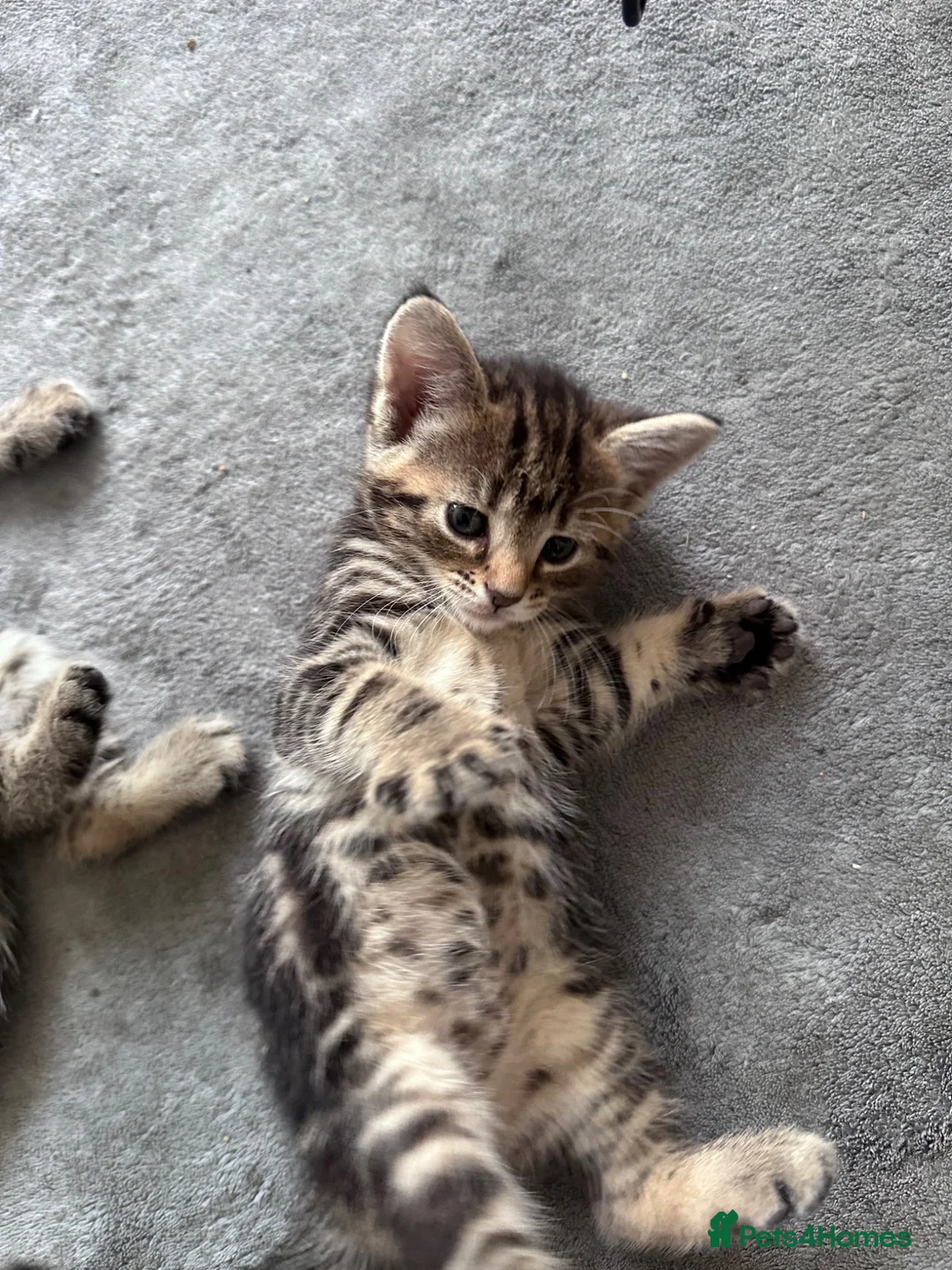 Mixed Breed cats for sale: Russian blue mixed tabby  in High Wycombe - Advert 2
