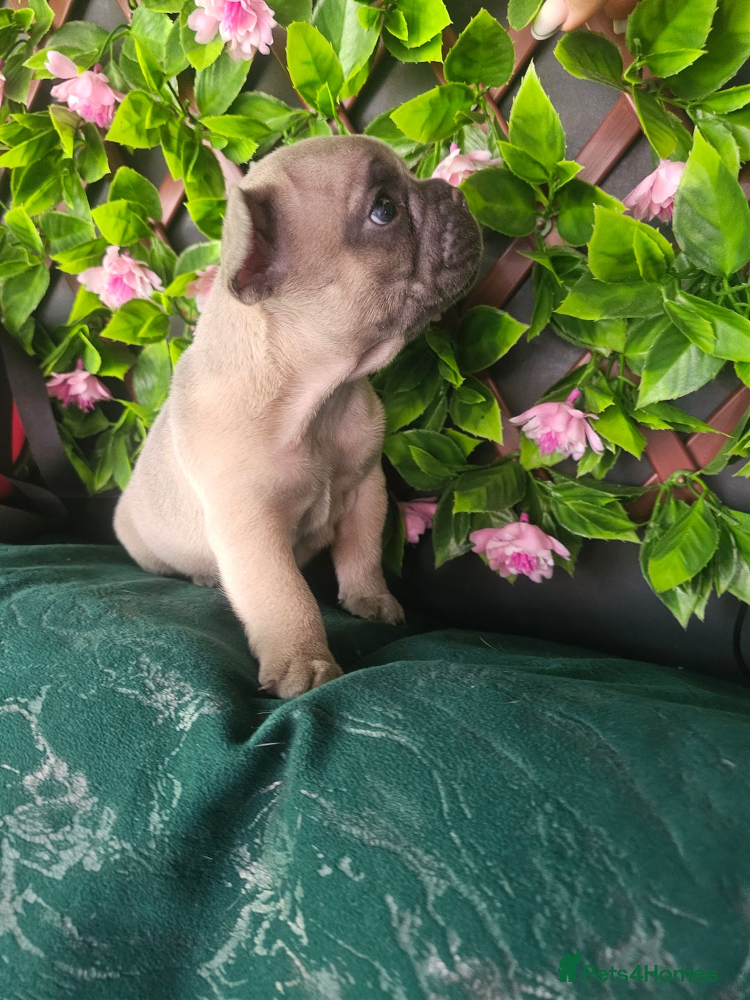 French Bulldog dogs for sale: Beautiful Blue French Bulldog  - Image 2