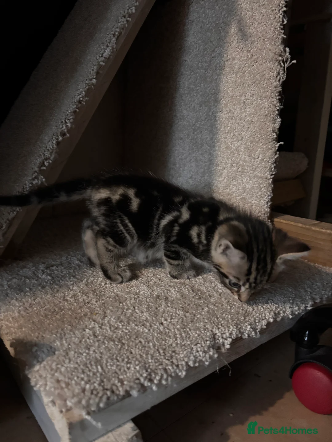 Mixed Breed cats for sale: 3 kittens for sale  - Advert 2