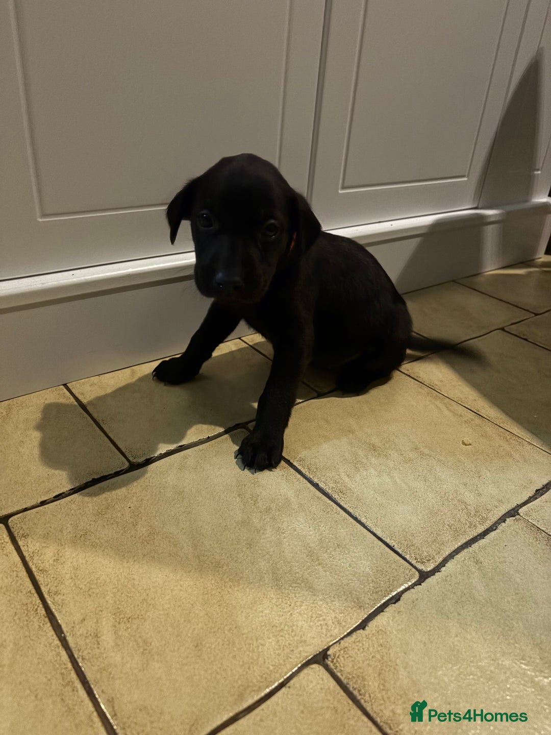 Labrador Retriever dogs for sale: Ready to leave now 3 gorgeous males pups left  - Advert 19