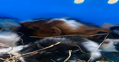 Guinea Pig rodents - Advert 6