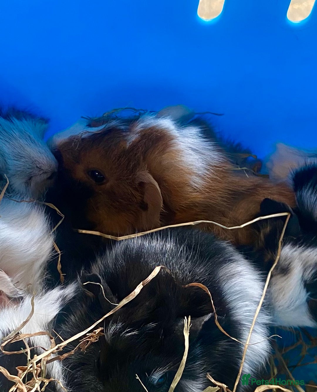 Guinea Pig rodents for sale: Baby guineas boys and girls available  - Image 3