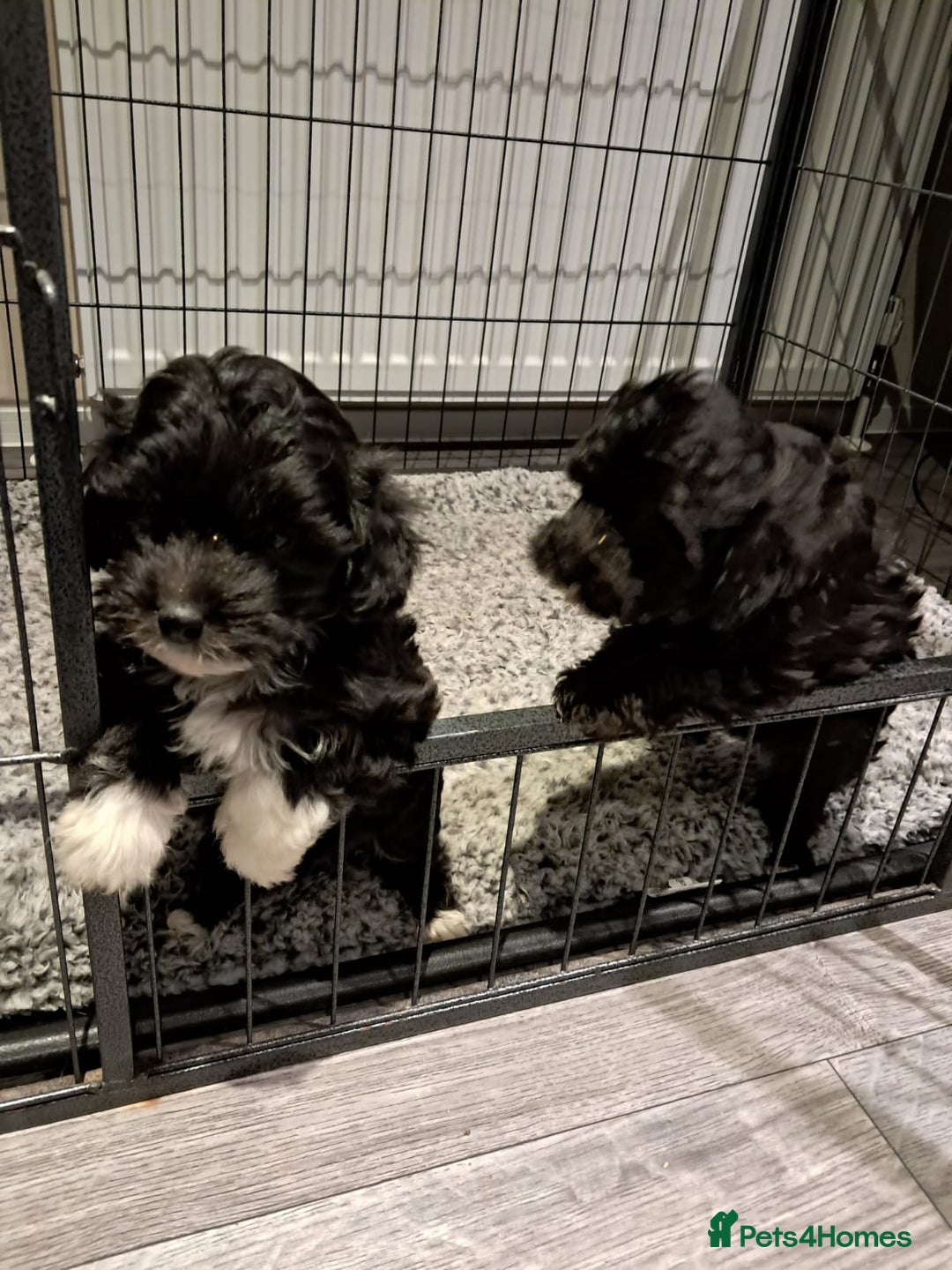Maltipoo dogs for sale: Maltipoo pups ready now  - Advert 3