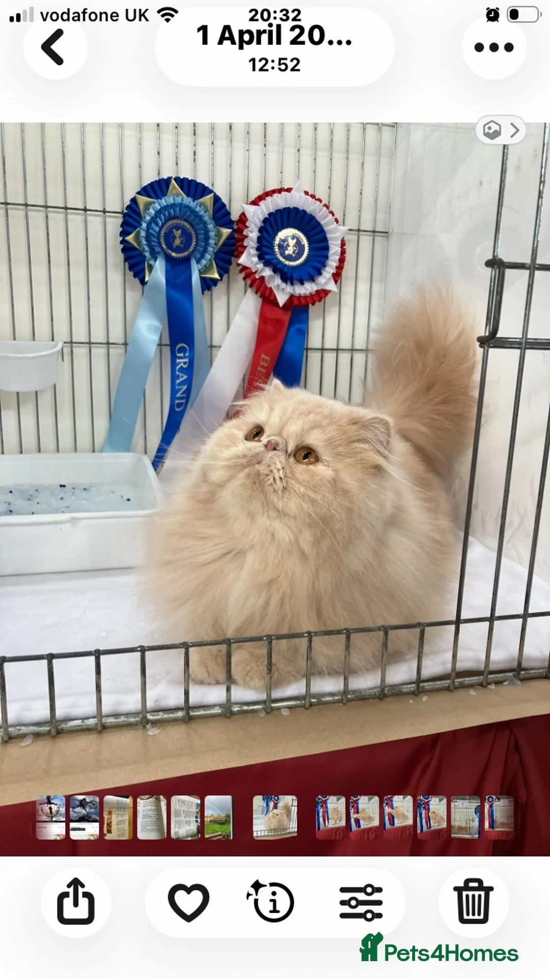 Persian cats for sale: Noushafarin GCCF hobby breeder - Advert 7