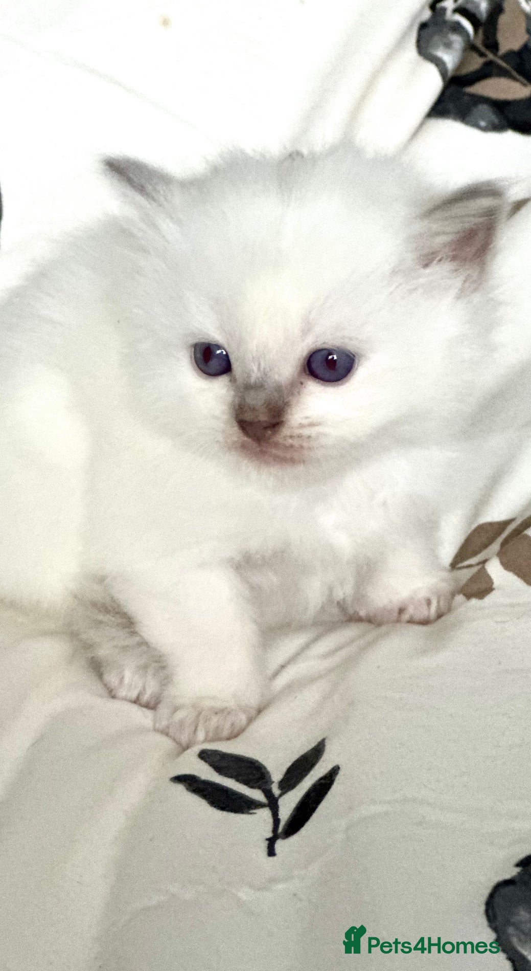 Ragdoll cats 🩷 GCCF WAITING LIST NOW OPEN 💜 - Advert 1