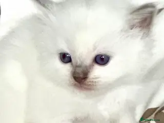 Ragdoll cats 🩷 GCCF WAITING LIST NOW OPEN 💜 - Advert 1