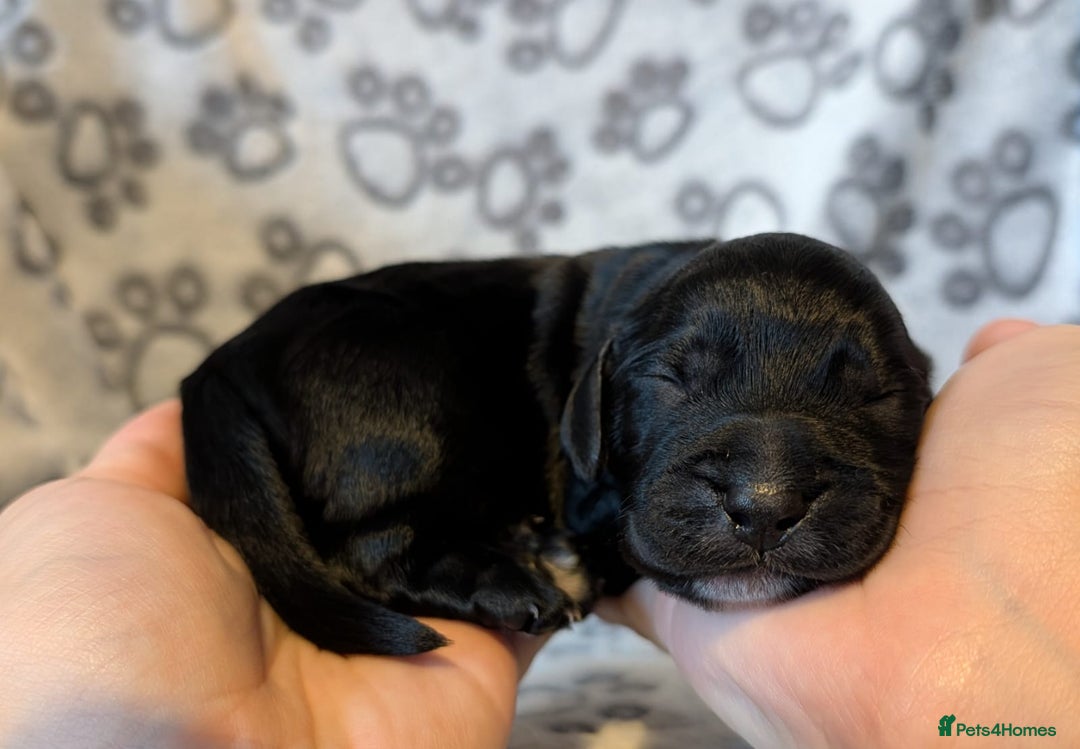 Cocker Spaniel dogs for sale: 🐾 KC Reg - Working Cocker spaniel DNA Tested 🧬 - Image 6