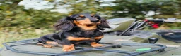 Miniature Dachshund dogs for sale: Beautiful miniature longhaired dachshund puppies - Advert 1