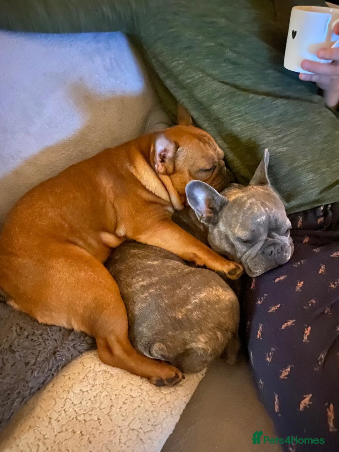 French Bulldog dogs for sale: Rare KC French bulldogs - champion lines  - Image 23