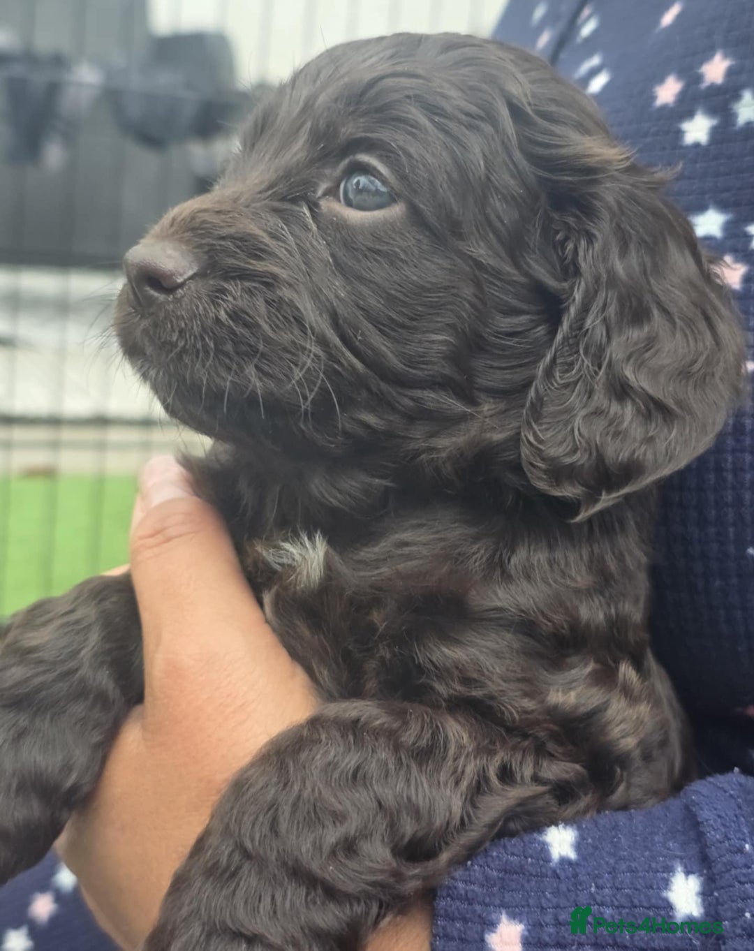 Sproodle dogs for sale: Gorgeous Chocolate Sproodle Puppies - Image 16