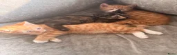 Mixed Breed cats for sale: Kittens for sale in Hounslow - Advert 20