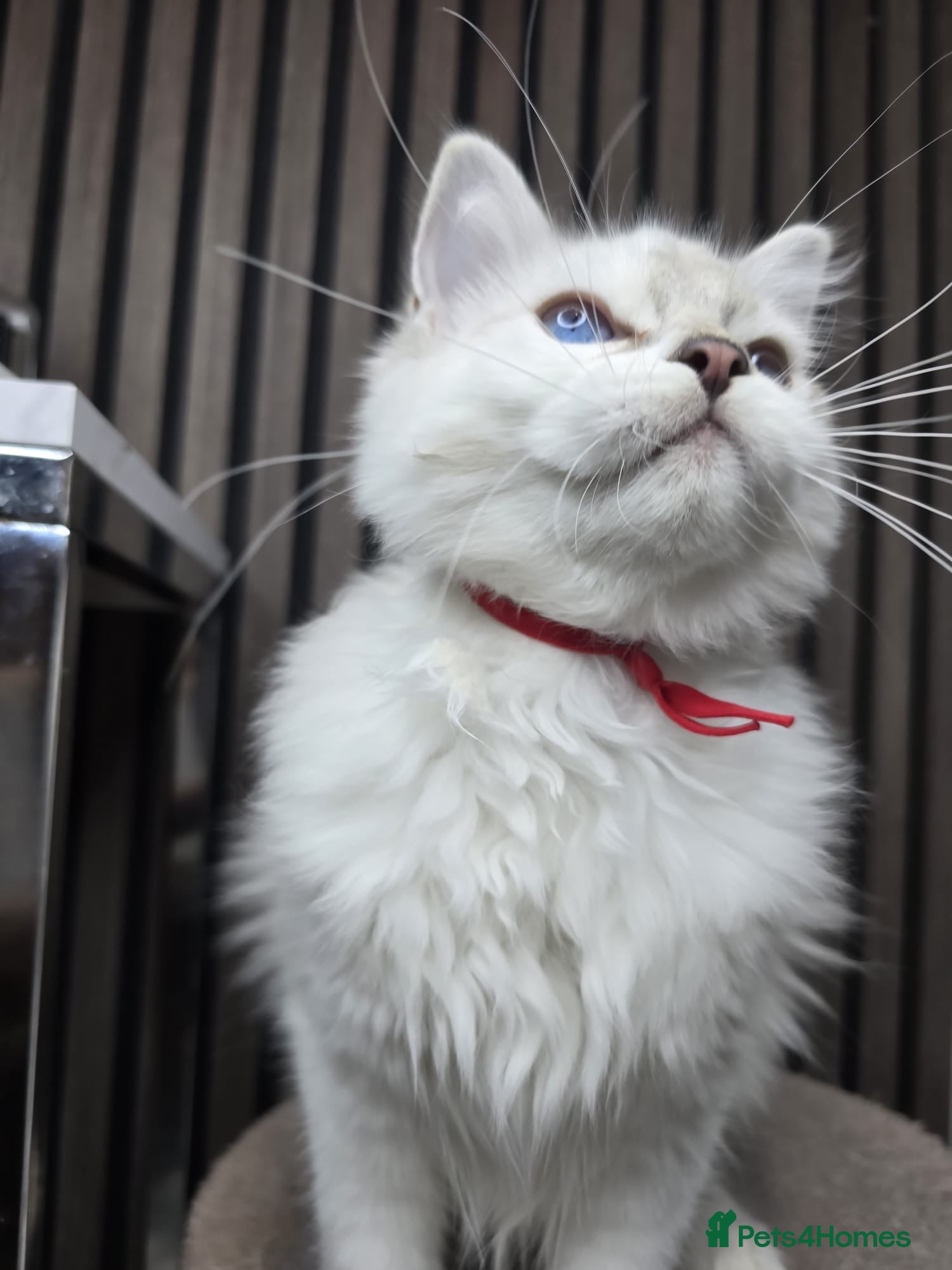 Ragdoll cats TICA Registered Pedigree Ragdoll Kittens - Advert 1