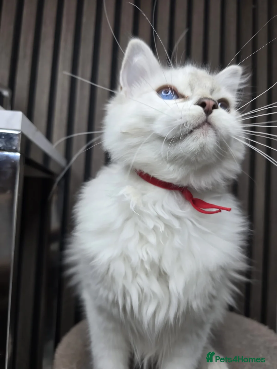 Ragdoll cats for sale: TICA Registered Pedigree Ragdoll Kittens - Advert 1