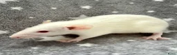 Rat rodents for sale: Baby Dumbo Dwarf Rats Male And Female  - Advert 14
