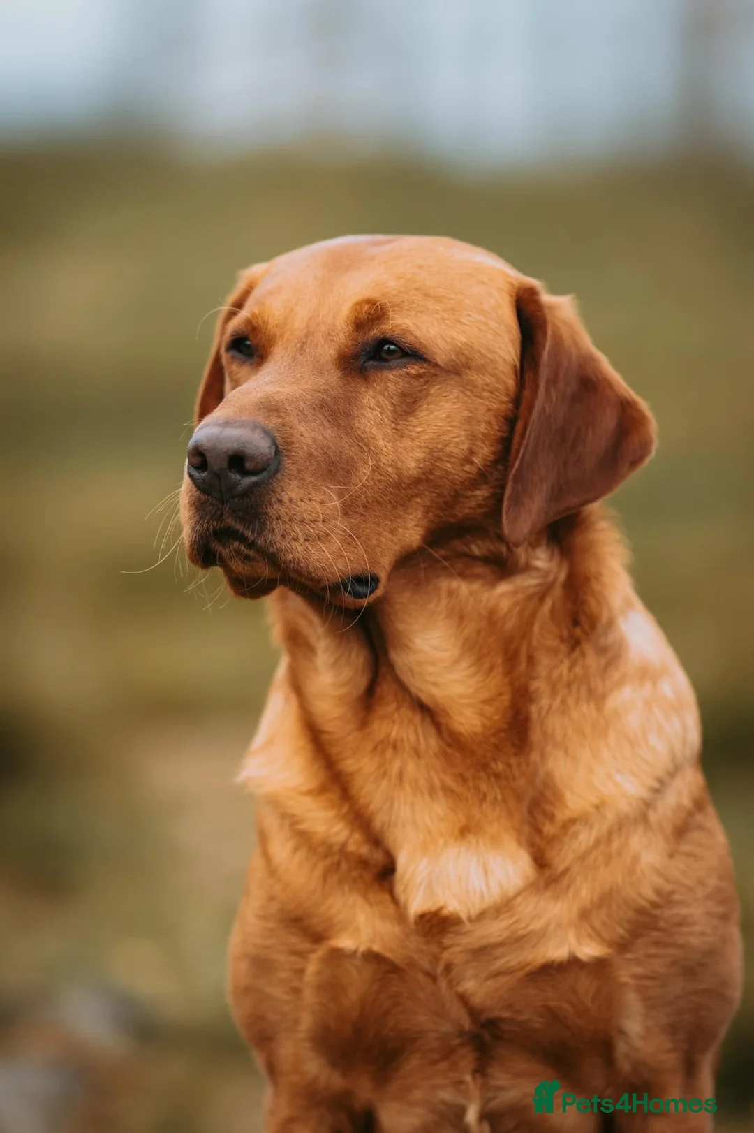 Labrador Retriever dogs for stud: Dark fox red KC working Labrador Stud in Inverness - Advert 12