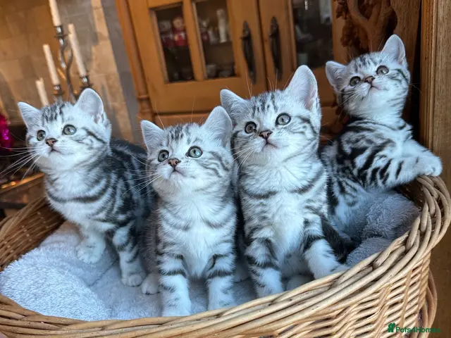British Shorthair cats Superb Silver Tabby & Spotted British Shorthairs - Advert 12