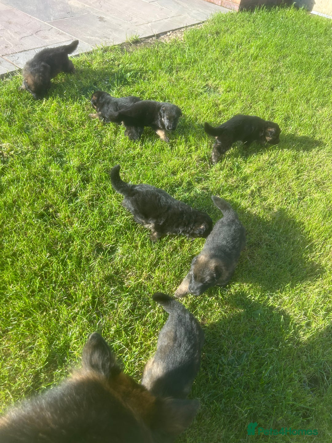 German Shepherd dogs for sale: Litter of German shepherd puppies for sale - Image 12