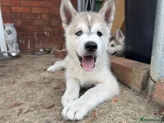 Utonagan dogs READY TO LEAVE. 4 stunning husky/malamute puppies - Advert 4