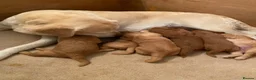 Labradoodle dogs for sale: Miniature Red Labradoodles - Advert 27