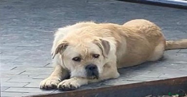 Mixed Breed dogs - Advert 3
