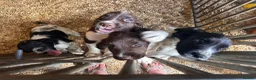 English Springer Spaniel dogs for sale: Working English Springer Spaniel Puppies - Advert 1