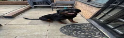 Rottweiler dogs for stud: Nero- Quality Stud for Healthy Pups in Newmarket - Advert 3
