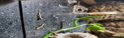 Gecko reptiles for sale: Mourning geckos  - Advert 4