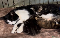 Mixed Breed cats for sale: Beautiful kittens - Image 3