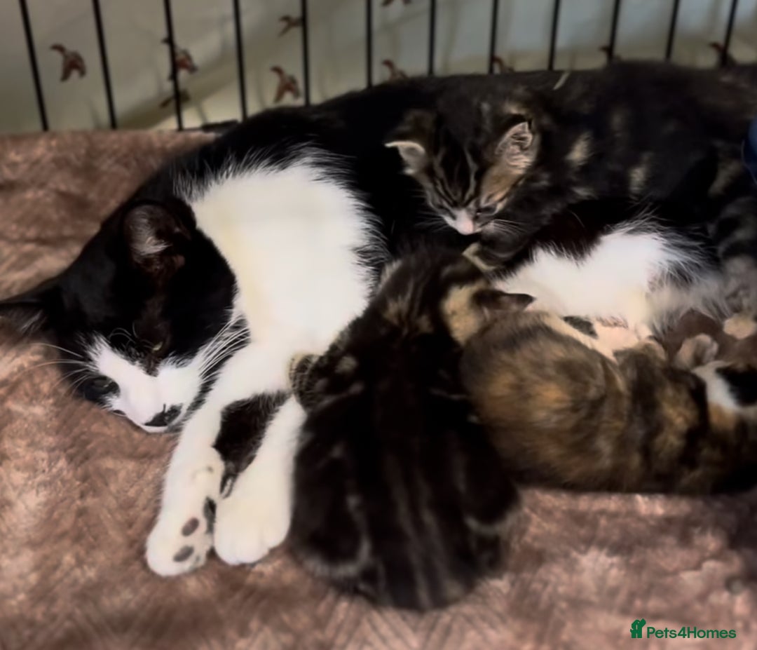 Mixed Breed cats for sale: Beautiful kittens - Image 3