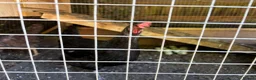 Chickens poultry for sale: Range of chickens - Advert 6