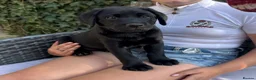 Labrador Retriever dogs for sale: 3 kc reg Labrador pups looking for new homes.  - Advert 3
