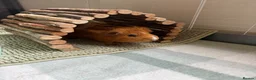 Guinea Pig rodents for sale: Two girl guinea pigs 1 year old in Dorchester - Advert 2