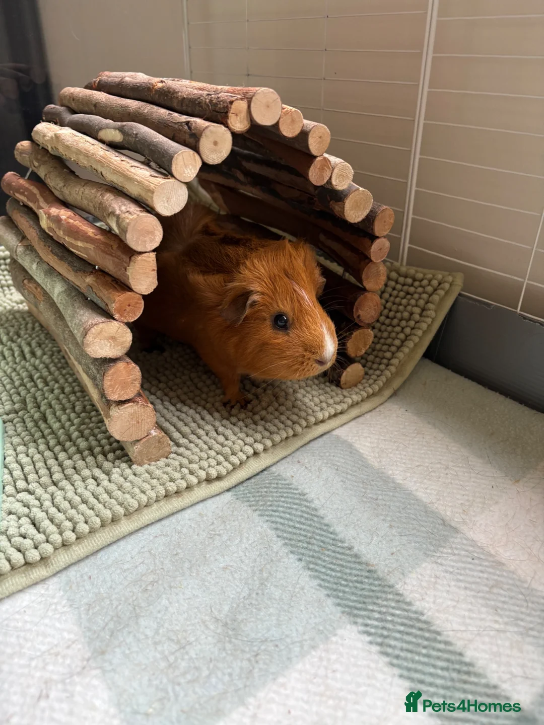 Guinea Pig rodents for sale: Two girl guinea pigs 1 year old in Dorchester - Advert 2