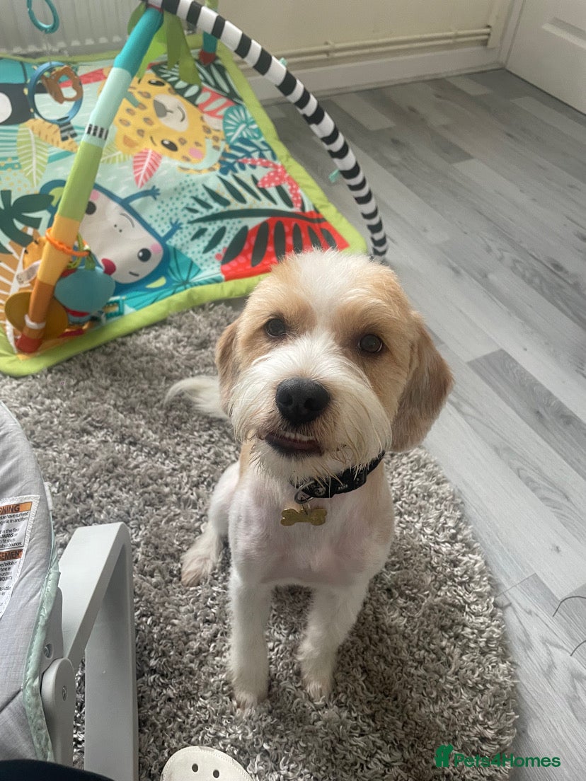 Mixed Breed dogs Our lovely and loving dog Gus in Wrexham - Advert 5