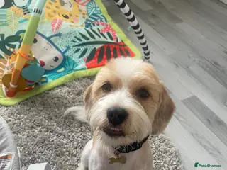 Mixed Breed dogs Our lovely and loving dog Gus in Wrexham - Advert 1