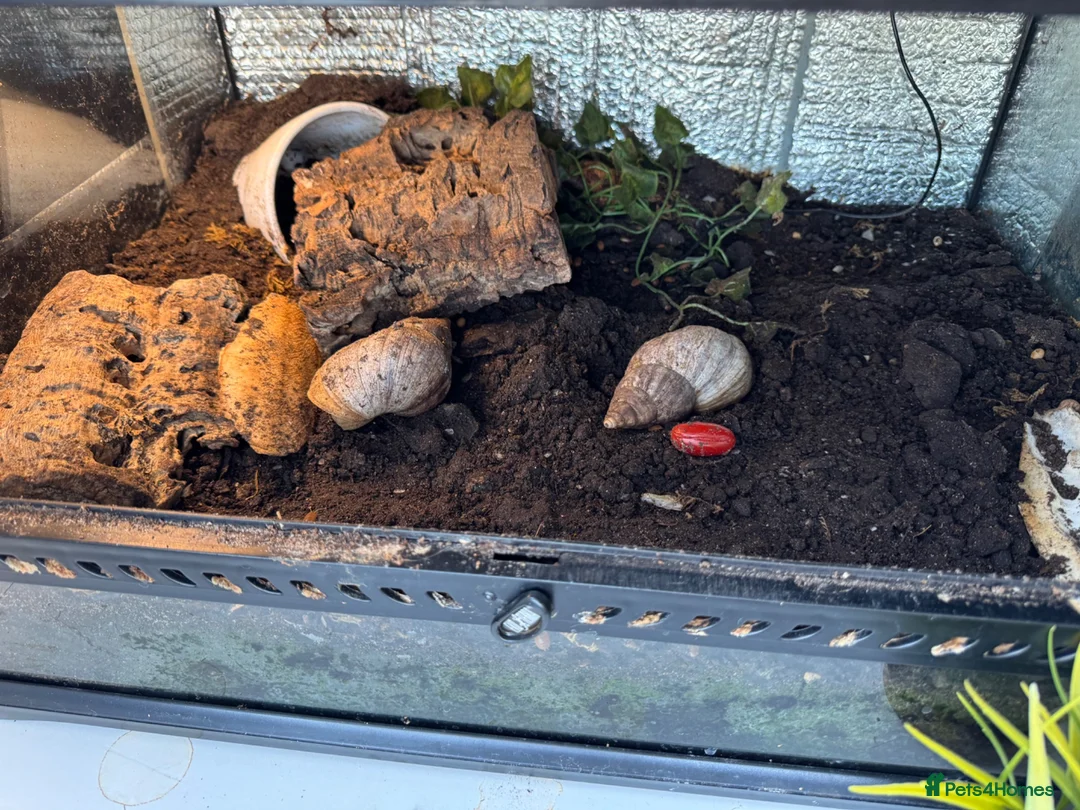 Snails invertebrates for sale: Giant African landsnails and full set up.  - Advert 2