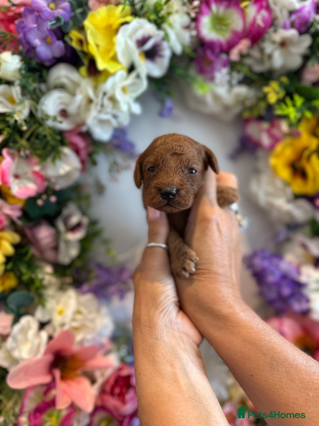 Cavapoo dogs for sale: STUNNING DEEP RED CAVAPOO PUPPIES  - Image 5