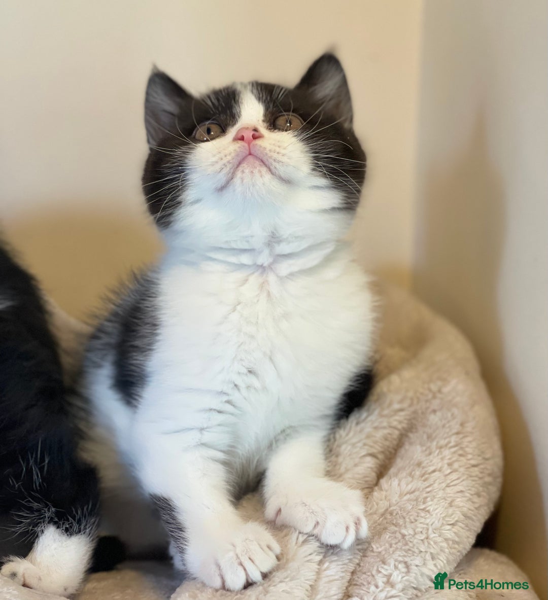 British Shorthair cats for sale: GCCF Pedigree Kittens - Ready Now - Image 14
