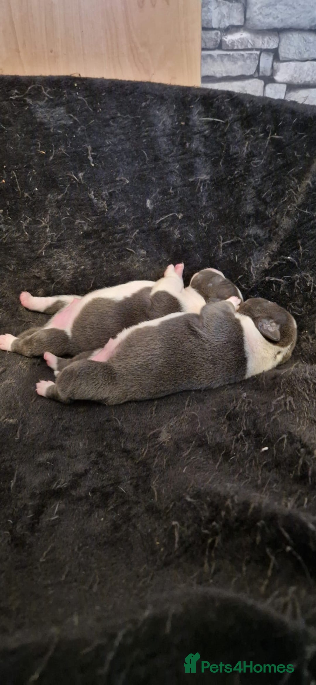Staffordshire Bull Terrier dogs for sale: Blue Staffordshire terrier pups - Advert 6