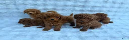 Toy Poodle dogs for sale: Red Toy Poodle MALES - Advert 3