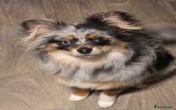 Pomeranian dogs for sale: Pomeranian boy  - Image 5