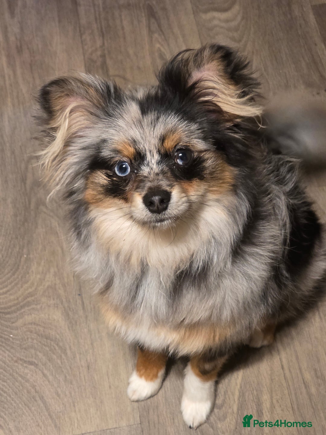 Pomeranian dogs for sale: Pomeranian boy  - Image 5