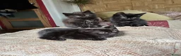 Mixed Breed cats for sale: Kittens Ready For A New Home.  - Advert 3