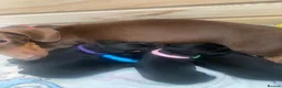 Miniature Dachshund dogs for sale: Beautiful Black and Tan miniature dachshund  - Advert 2